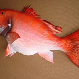 Mount This 39" Snapper Red Half Mount Fish Replica - Image 3